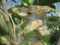 Apfel-Foto_01_Bildgröße ändern.webp