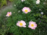 Garten 06-1 069.webp