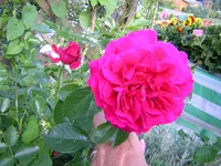 DSCN0166.webp