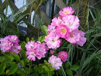 DSCN0169.webp