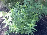 Bild013.webp