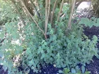 Bild017.webp