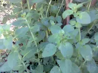 Bild018.webp
