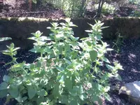 Bild019.webp