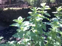 Bild020.webp