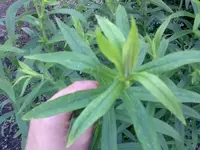 Bild027.webp