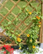 Susanne 12.webp