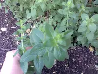 Bild025.webp