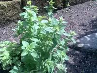 Bild022.webp