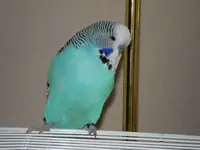 Bubi.webp