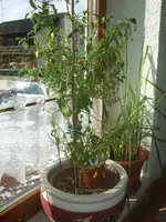 tabasco-pepper-2008-03-25.webp
