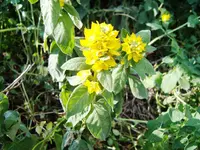 DSCF1957.webp