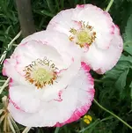 IMGP1610.webp