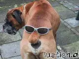 921-hunde-hintern.webp