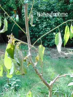 Kirsche-2-kleiner.webp