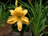 gelbe Lilie.webp
