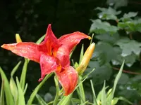 Lilie mit besonderem Blatt.webp