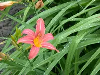 Taglilie.webp