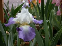 Schwertiris.webp