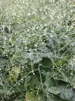 Unbekannte mit Riesenblättern.webp