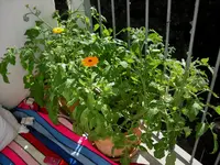 tomate_001.webp