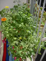 tomate_002.webp