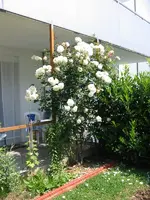 Kopie von Bilder 010.webp