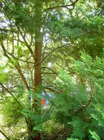Baum.webp