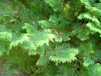 Baum (1).webp