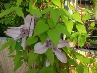Garten 06-1 006.webp