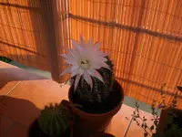Garten 06-1 007.webp