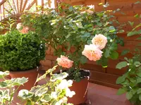 Garten 06-1 024.webp