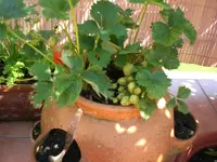 Garten 06-1 023.webp