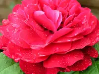 Bild 035.webp