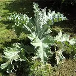 distel2007.webp