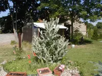 distel2008.webp