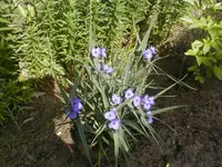 blaueblume.webp