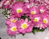 blume.webp