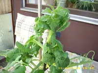 Test 521.webp