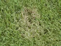 94.webp