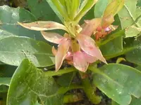 DSC00428.webp