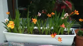 frühling08 347.webp