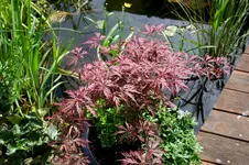 Bild 166.webp