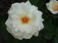 P6070006.webp