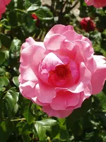 P6070009.webp