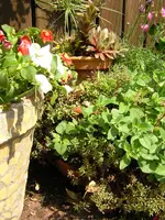 DSCN0200.webp