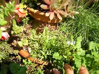 DSCN0193.webp