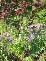 Garten 05-3 046.webp