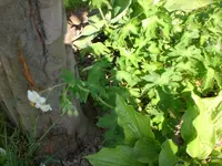 Garten 05-3 033.webp