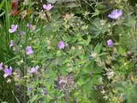 Garten 05-3 009.webp